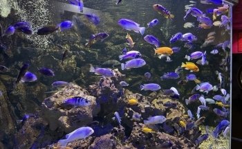Aquarium du Limousin