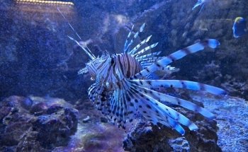 Aquarium du Limousin