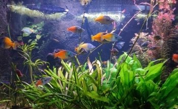 Aquarium du Limousin