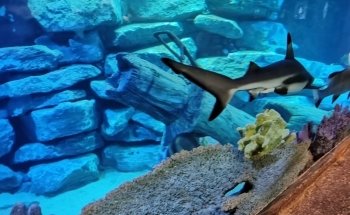 Aquarium d'Amnéville