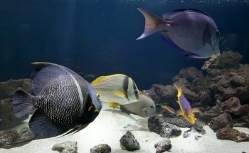 Aquarium d'Amnéville