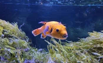 Aquarium d'Amnéville