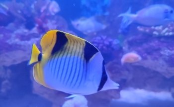 Aquarium d'Amnéville