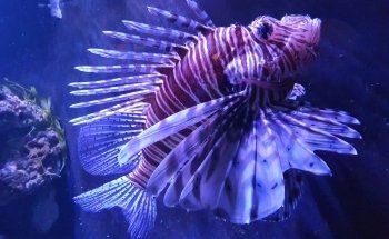 Aquarium d'Amnéville