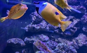 Aquarium d'Amnéville