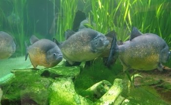 Aquarium d'Amnéville