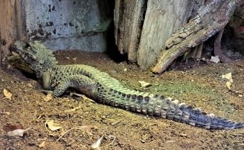 Micro Zoo Saint-Malo