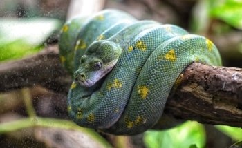 Micro Zoo Saint-Malo