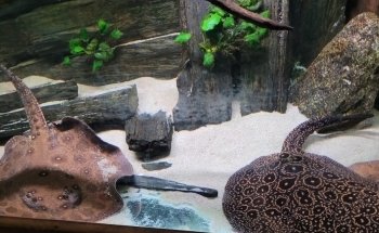 Micro Zoo Saint-Malo