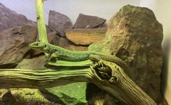Micro Zoo Saint-Malo