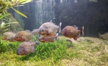 Micro Zoo Saint-Malo