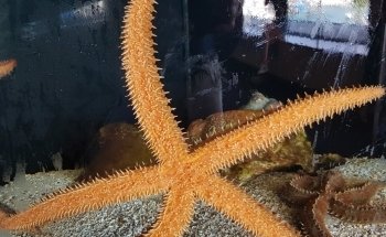 Biodiversarium