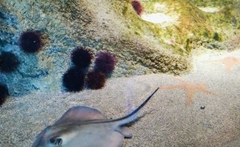 Biodiversarium