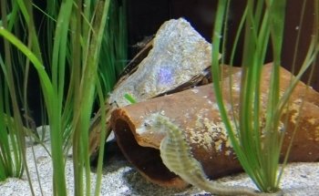 Biodiversarium