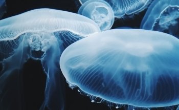 Biodiversarium