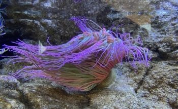 Biodiversarium