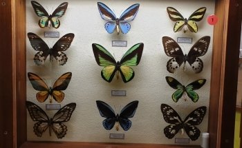 Le Roc des Curiosités Musée & Aquarium