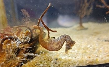 Aquarium Trégastel