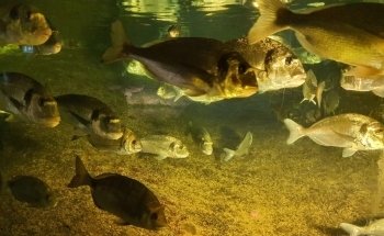 Aquarium Trégastel