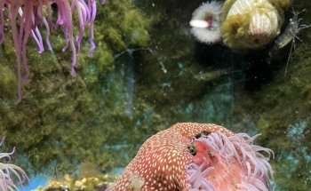 Aquarium Trégastel
