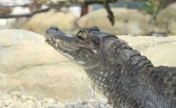 Padiparc - Parc zoologique