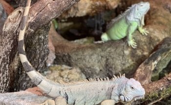 Padiparc - Parc zoologique
