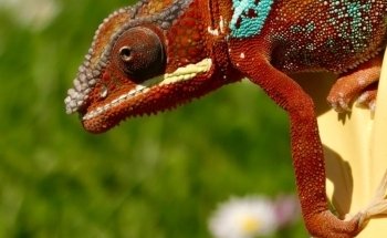 Padiparc - Parc zoologique