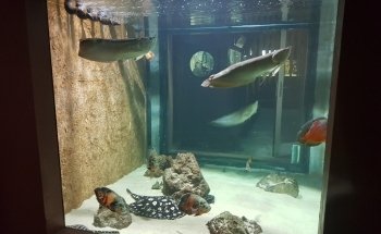 Aquarium des Tropiques