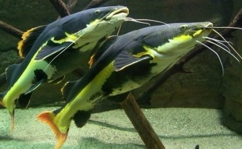 Aquarium des Tropiques