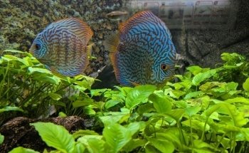 Aquarium des Tropiques