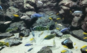 Aquarium des Tropiques