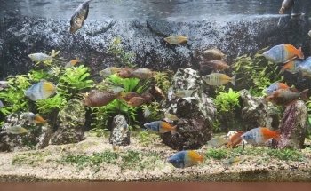 Aquarium des Tropiques