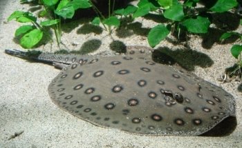 Aquarium des Tropiques