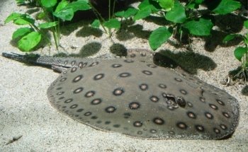 Tropiques Aquarium