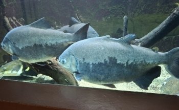 Aquarium des Tropiques