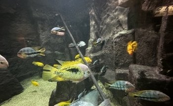 Aquarium des Tropiques