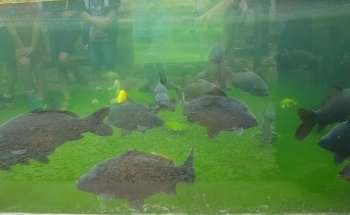 Vendresse Aquarium