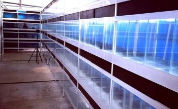 Oxyfish