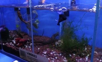 Oxyfish