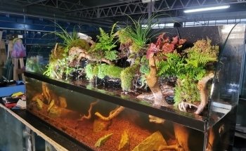 Oxyfish