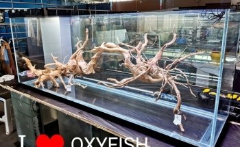 Oxyfish