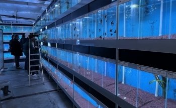 Oxyfish