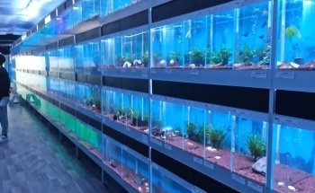 Oxyfish