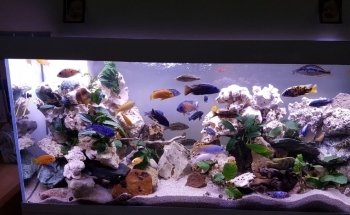 Oxyfish