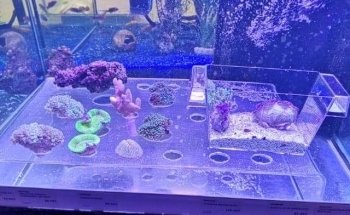 Terranimo La Rochelle - animalerie - accessoires pour animaux