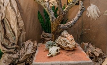 Terranimo La Rochelle - animalerie - accessoires pour animaux