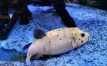 Aquarium de Dunkerque