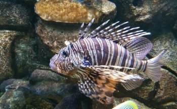 Aquarium de Dunkerque