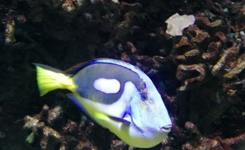 Aquarium de Dunkerque
