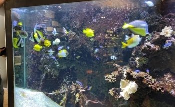 Aquarium de Dunkerque